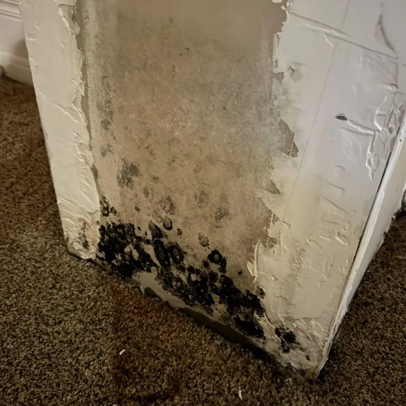 Professional Mold Removal in Palm Valley, TX